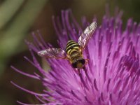 bee and thistle